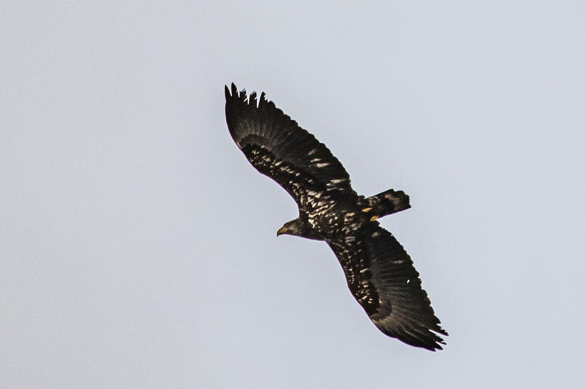 Bald Eagle - ML506864851