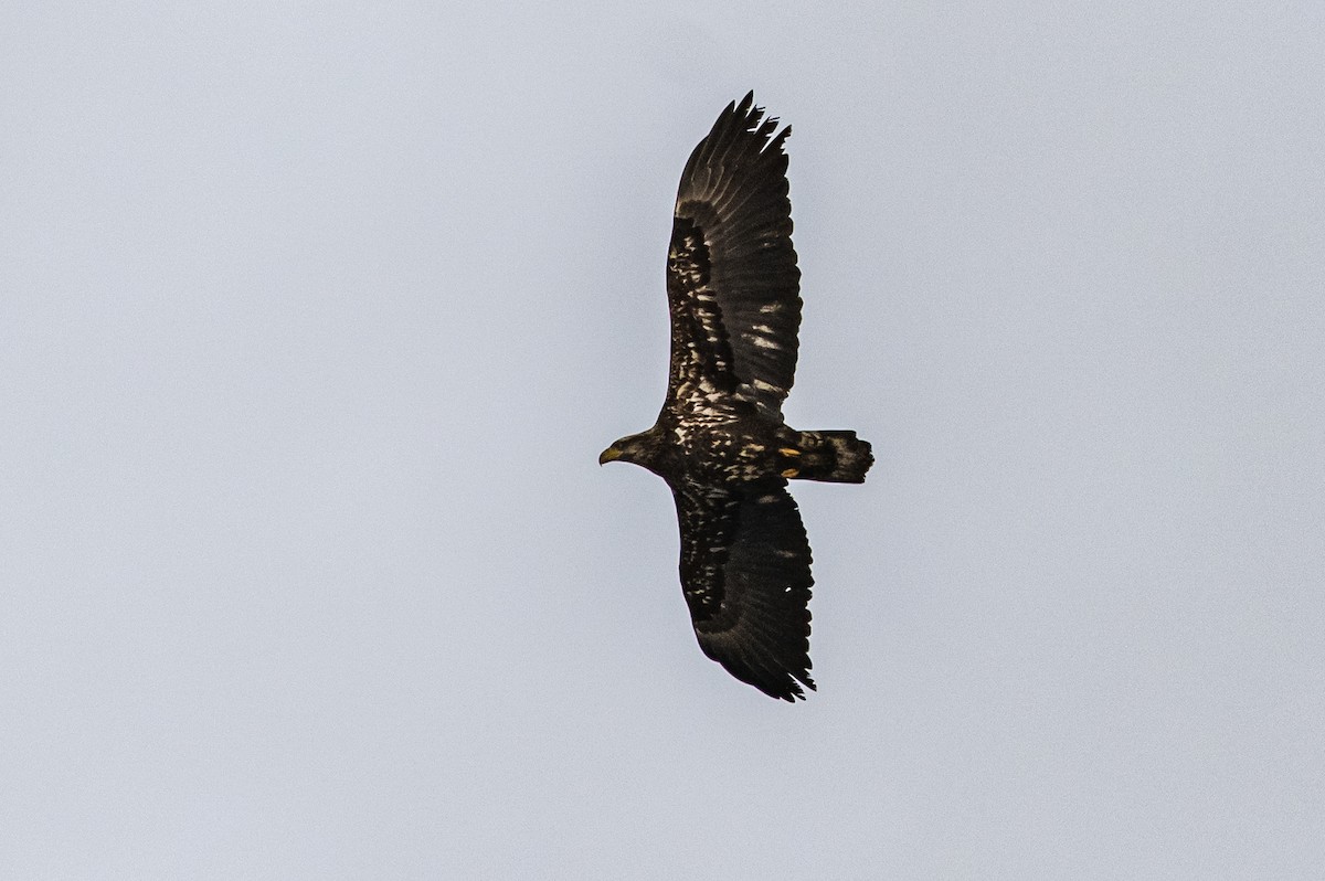 Bald Eagle - ML506864871