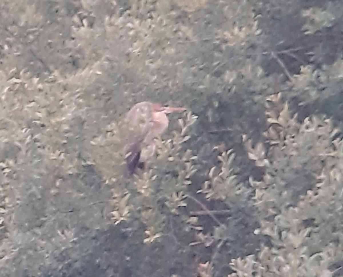 Зээрд дэглий - ML506865141