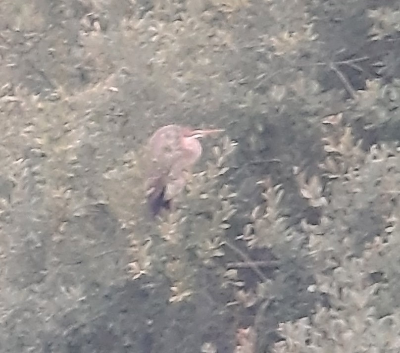 Зээрд дэглий - ML506866381