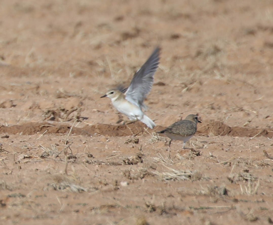 Mountain Plover - ML506867481