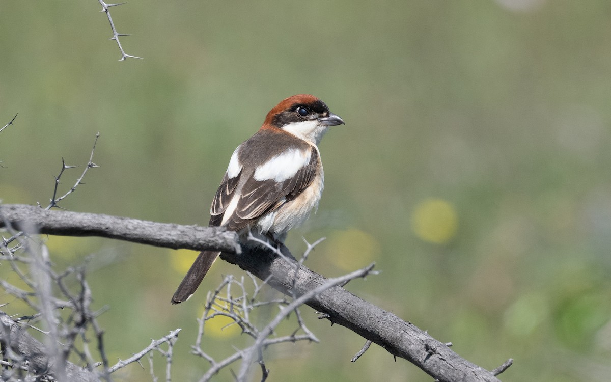 Pie-grièche à tête rousse - ML506867491