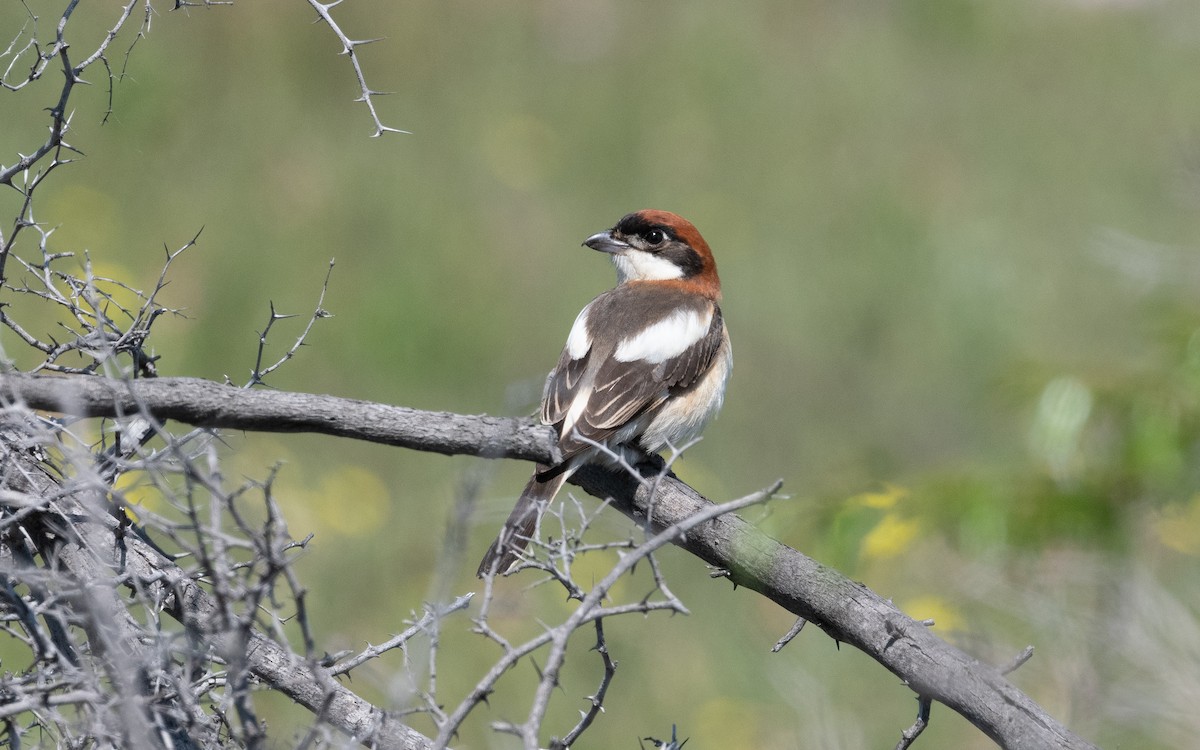 Pie-grièche à tête rousse - ML506867511