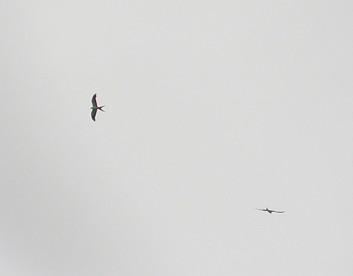 Swallow-tailed Kite - ML506867761