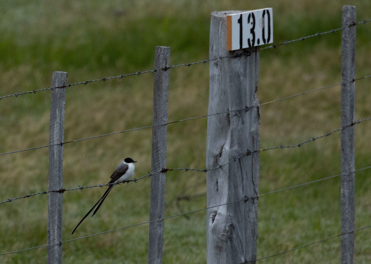 Fork-tailed Flycatcher - ML506868171