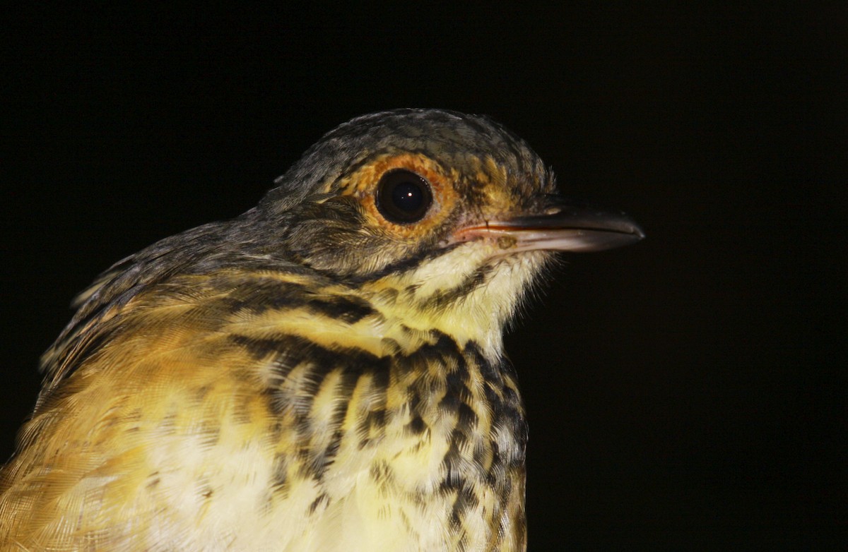 Spotted Antpitta - ML506868271