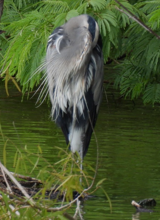 Great Blue Heron - ML506868361