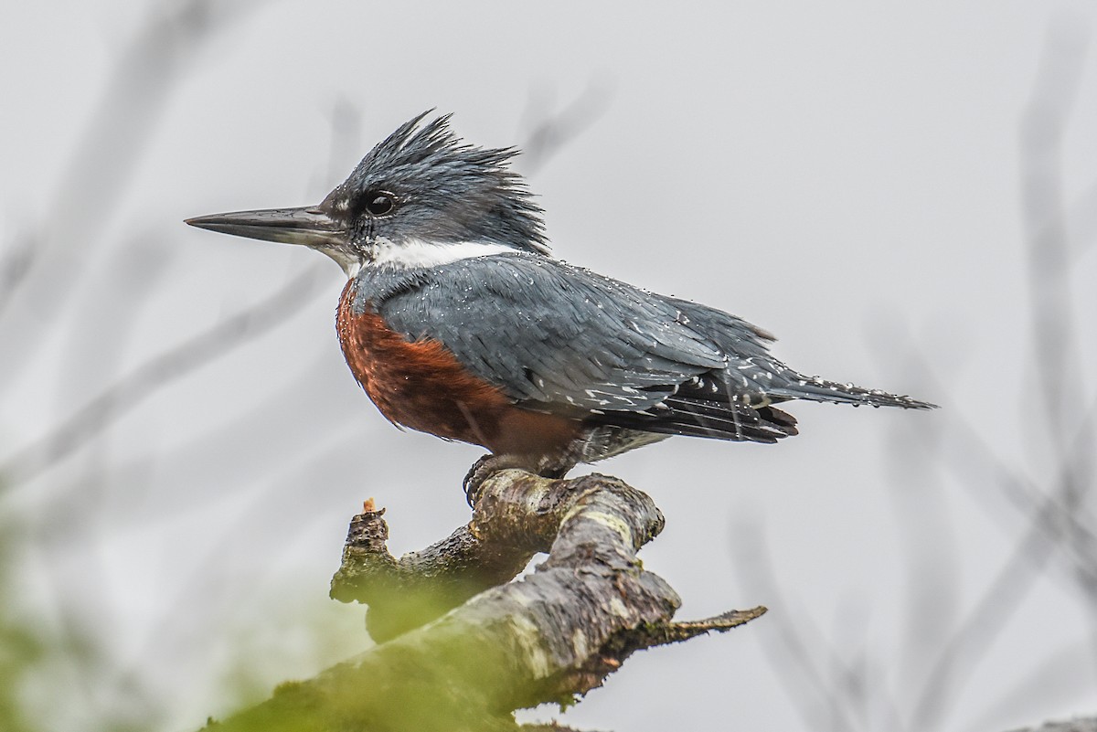 Ringed Kingfisher - ML506869331