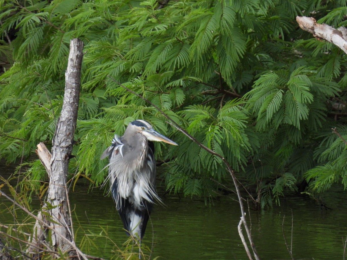 Great Blue Heron - ML506870331