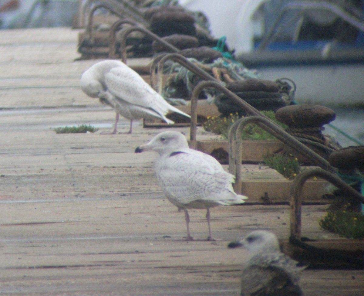 Glaucous Gull - ML506871851