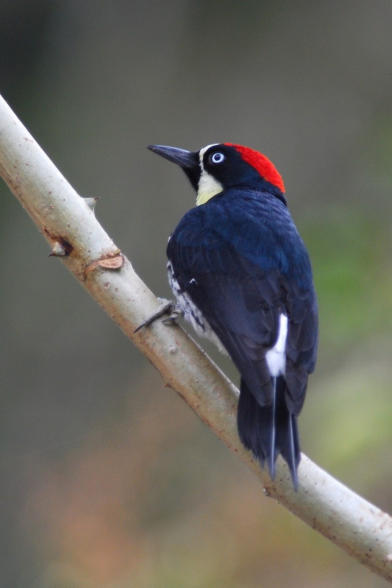 Acorn Woodpecker - ML50687221