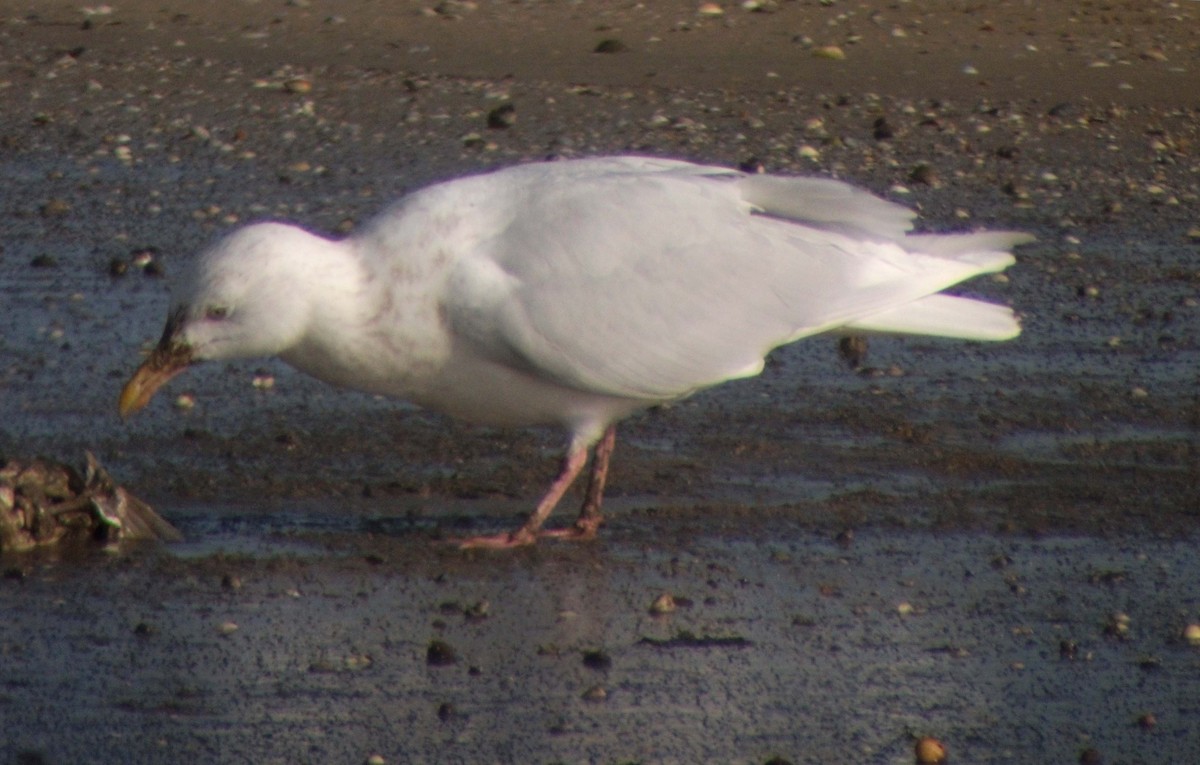 Glaucous Gull - ML506872941