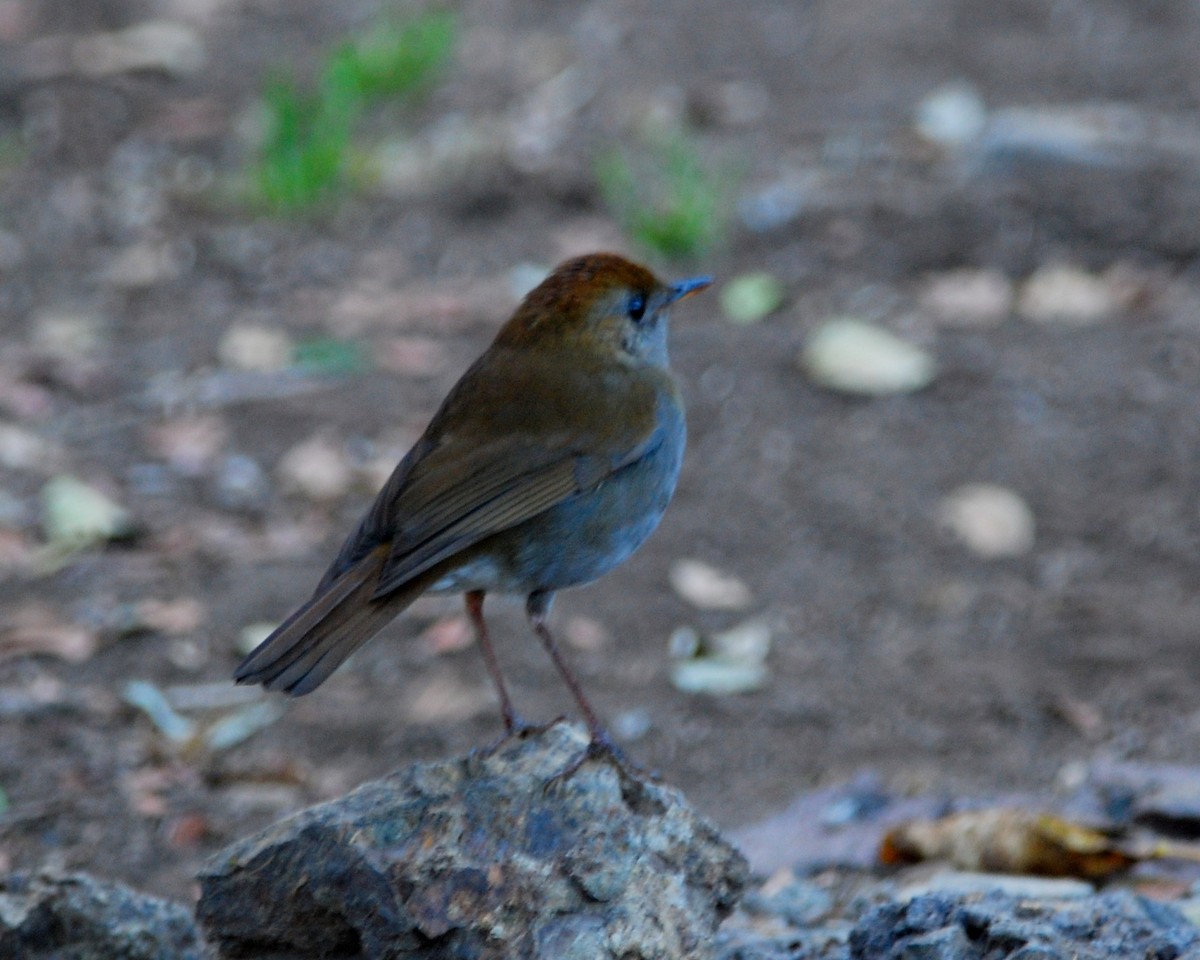 Ruddy-capped Nightingale-Thrush - Heather Pickard