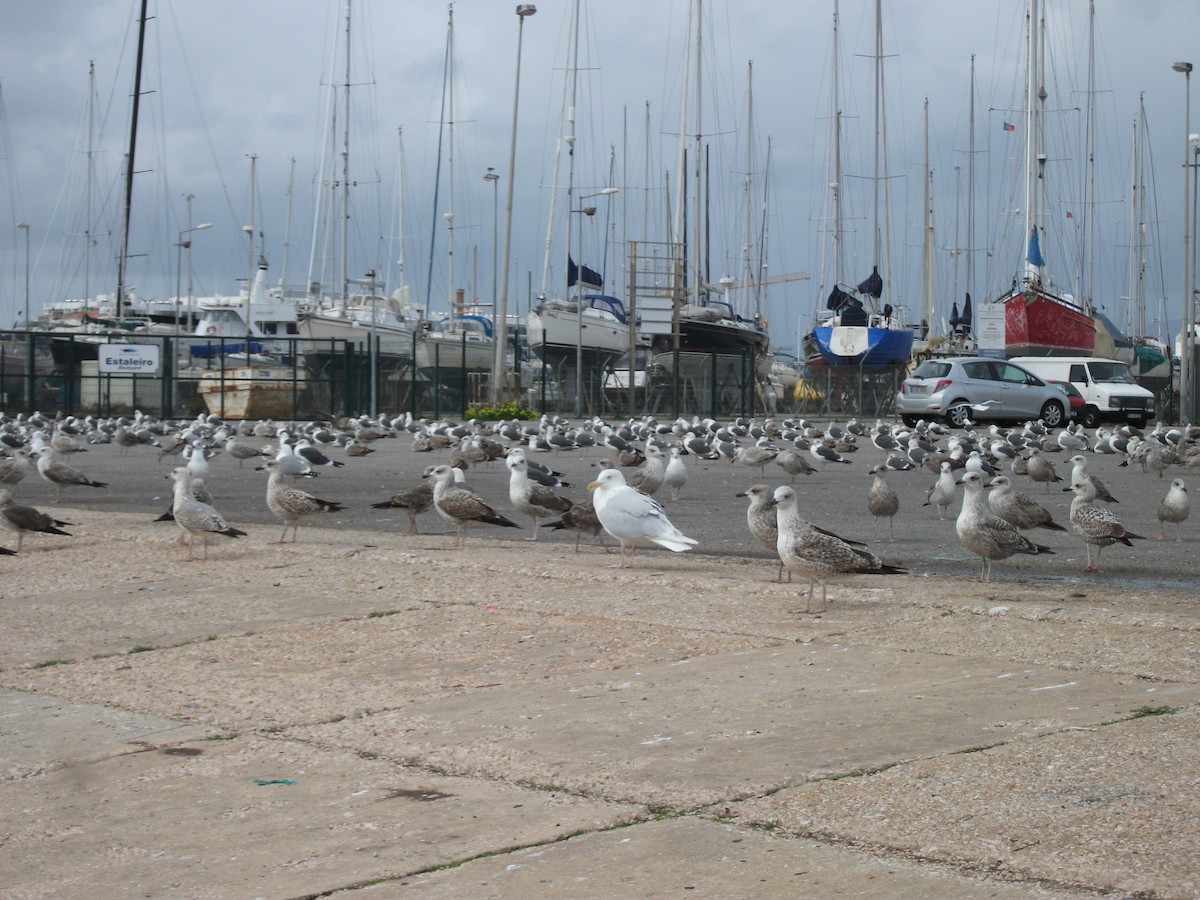 Glaucous Gull - ML506873561