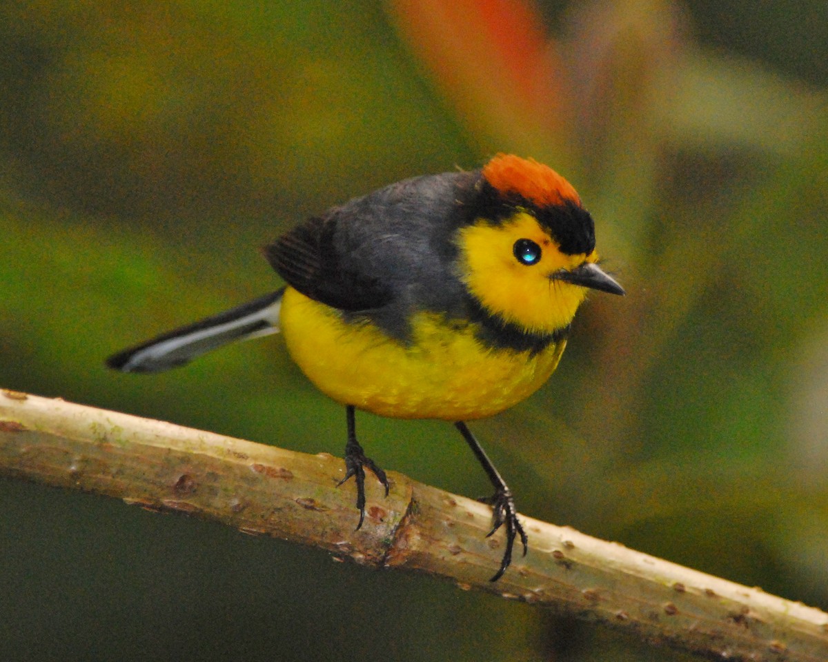 Collared Redstart - ML50687411