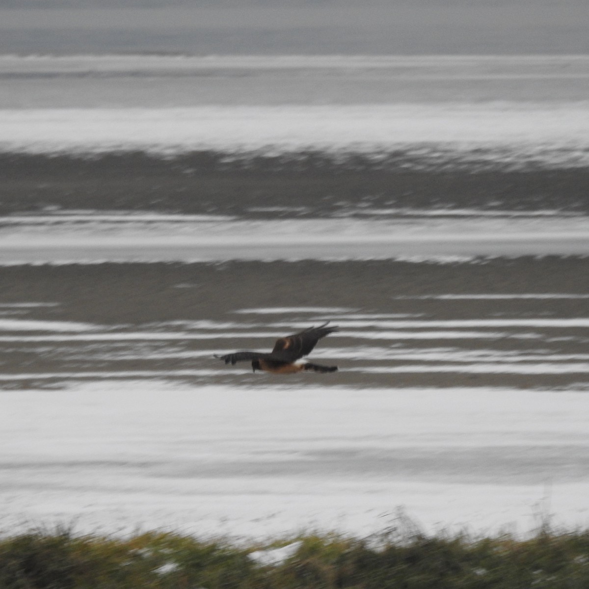 Northern Harrier - ML506874541