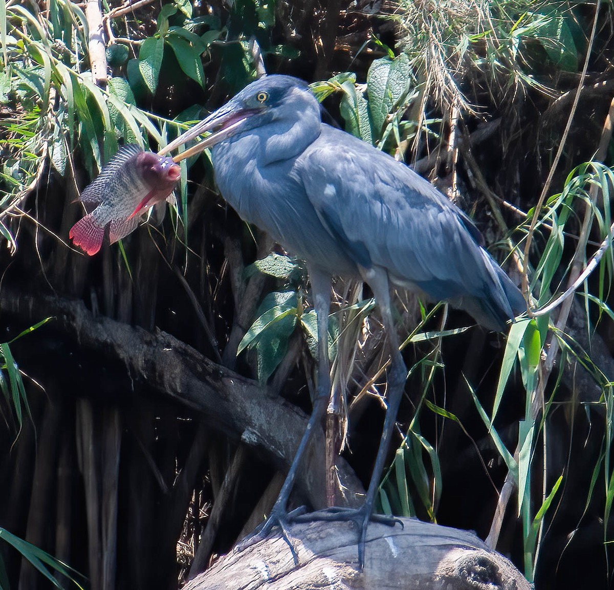 Humblot's Heron - Kenneth Eyster