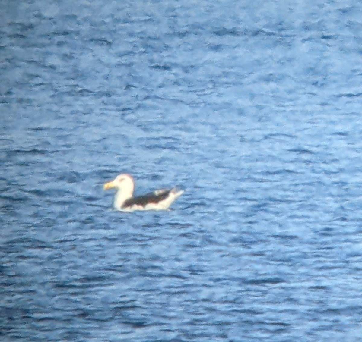 Great Black-backed Gull - ML506875971