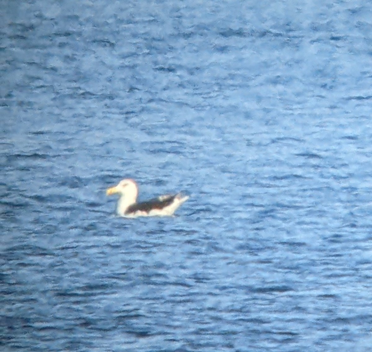 Great Black-backed Gull - ML506875971