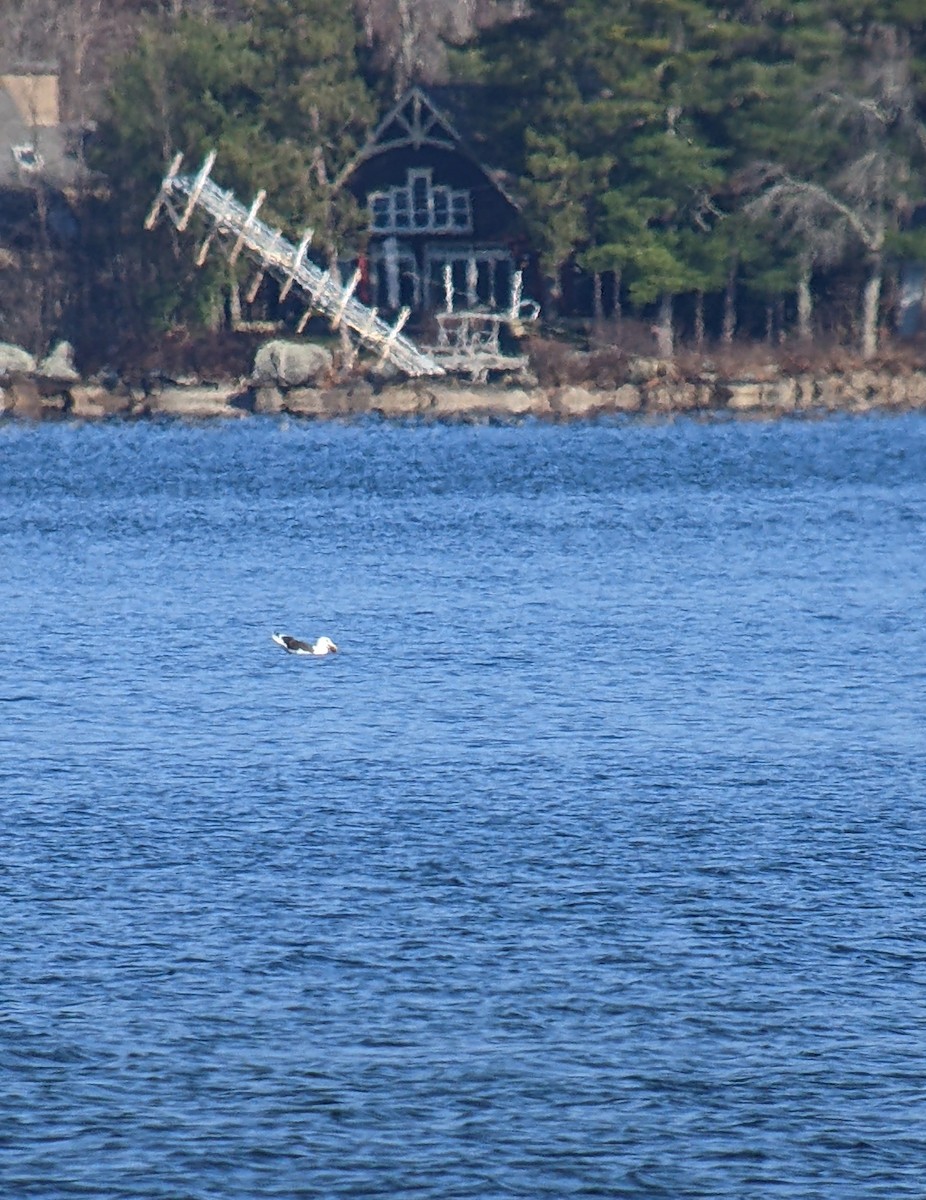 Great Black-backed Gull - ML506876161