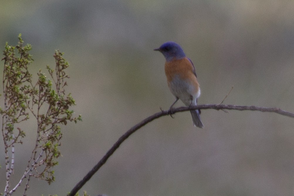 Western Bluebird - ML50687621
