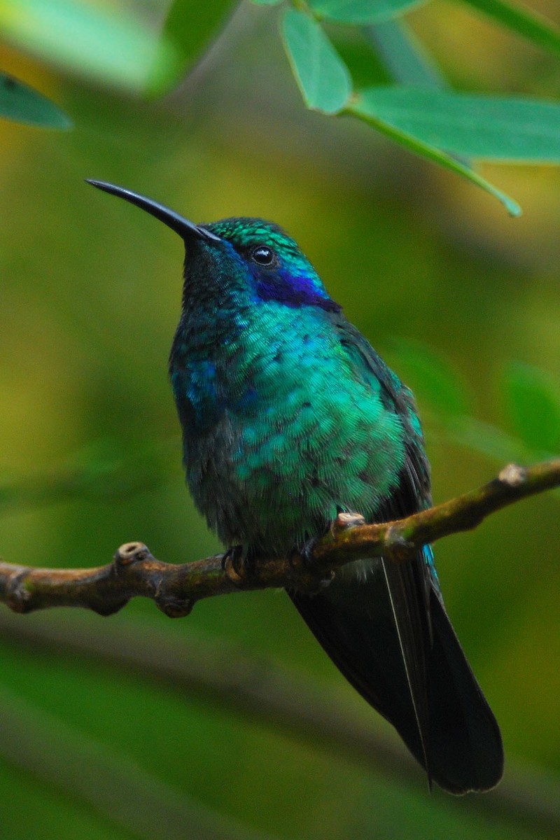 Colibrí Oreja Violeta Menor - ML50687641