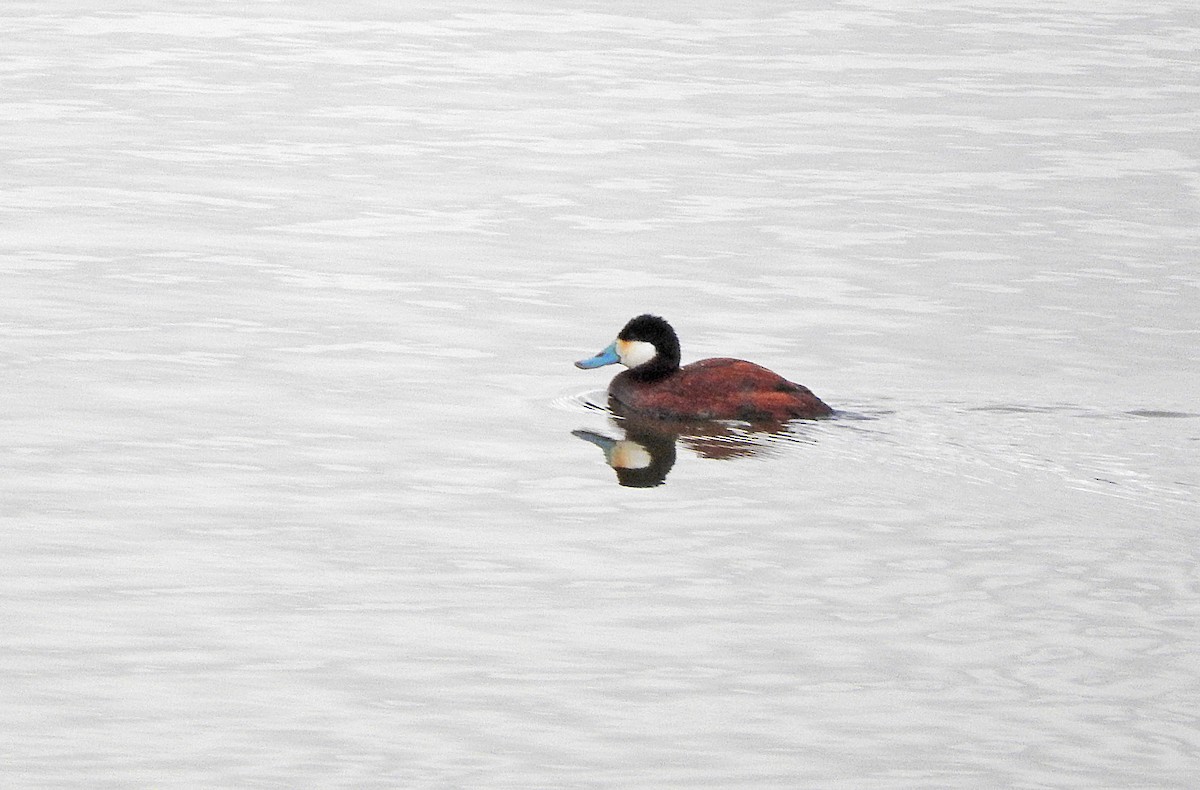 Ruddy Duck - Mary Brown