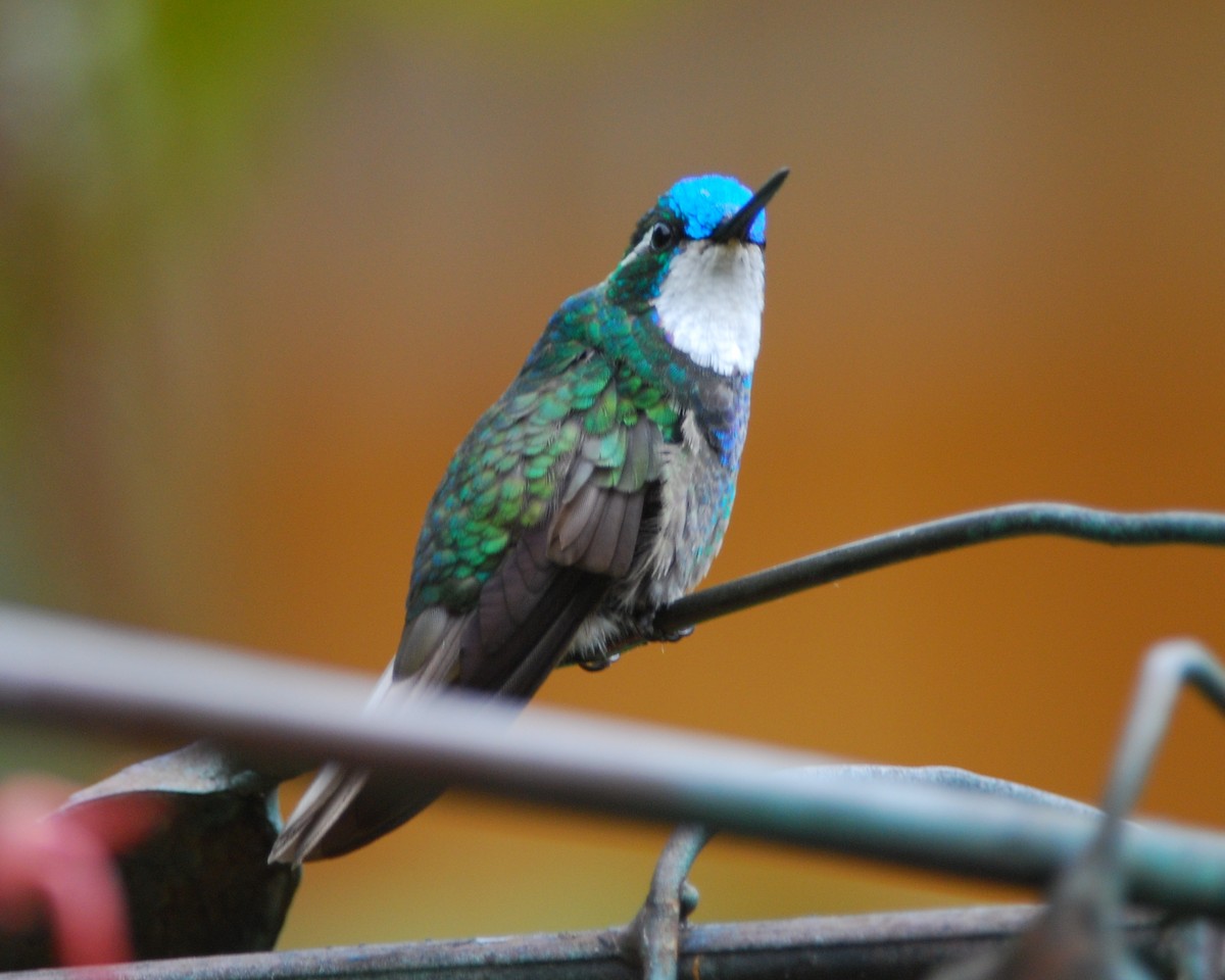 White-throated Mountain-gem - ML50687751