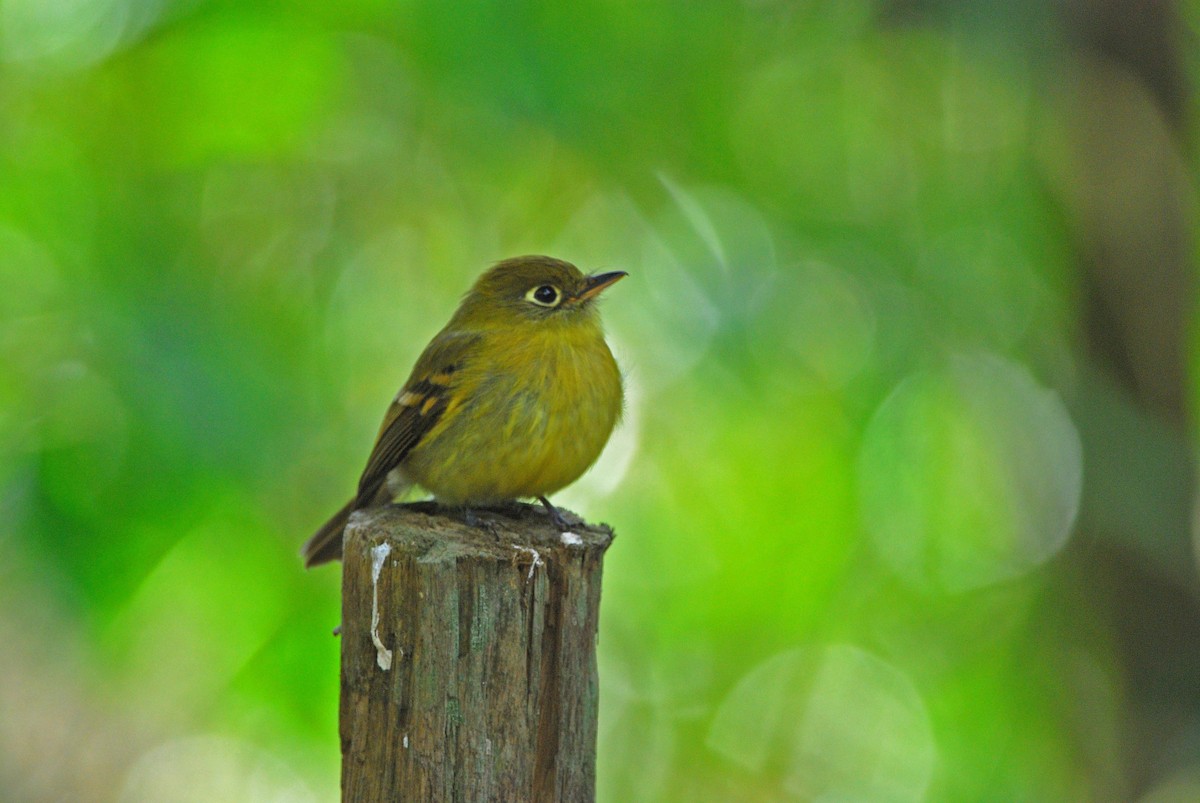 Yellowish Flycatcher - Heather Pickard