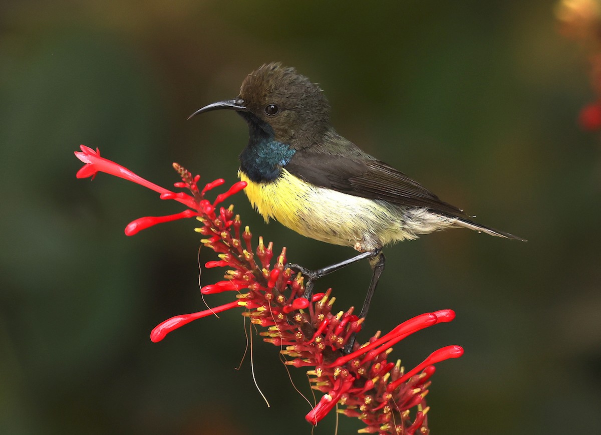 Newton's Sunbird - Kasper R. Berg