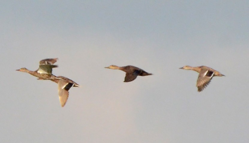 Mottled Duck (Gulf Coast) - ML50687981