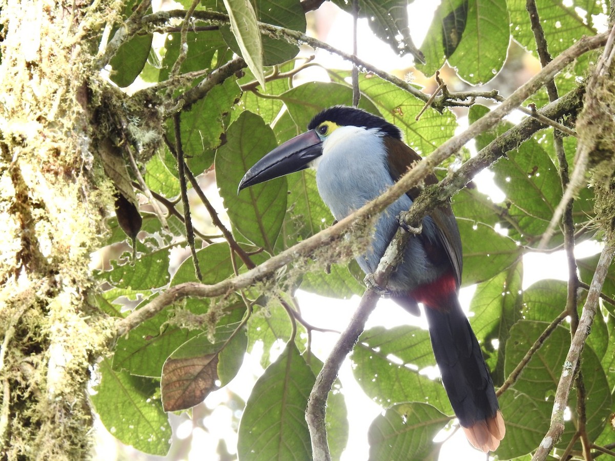 Black-billed Mountain-Toucan - ML506880341