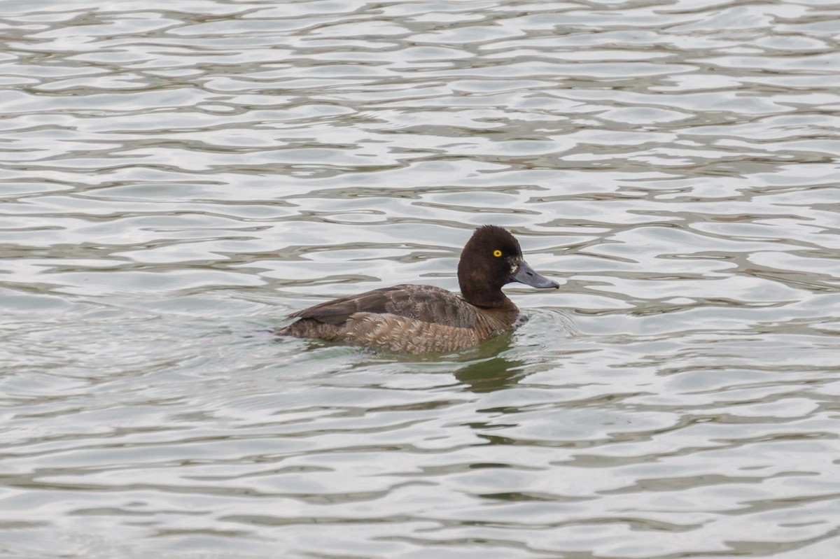 Lesser Scaup - ML50688091