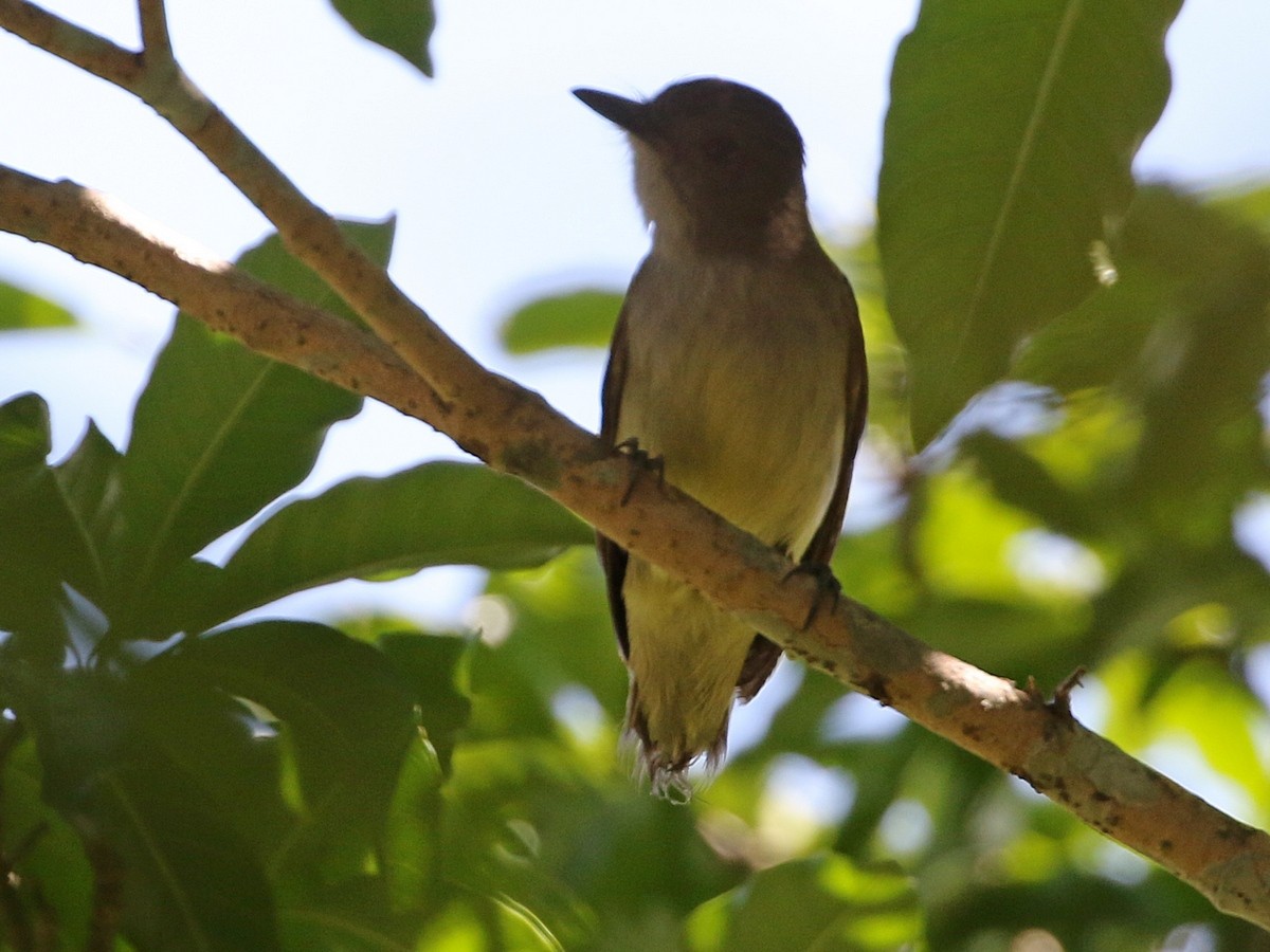 Black-crowned Tityra - ML506881031