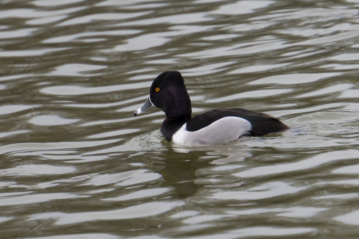 Ring-necked Duck - ELI SCHOTT