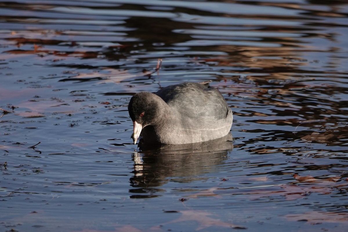 American Coot - R Brodell