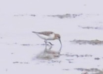 Curlew Sandpiper - Steven Mlodinow