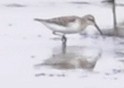 Curlew Sandpiper - Steven Mlodinow