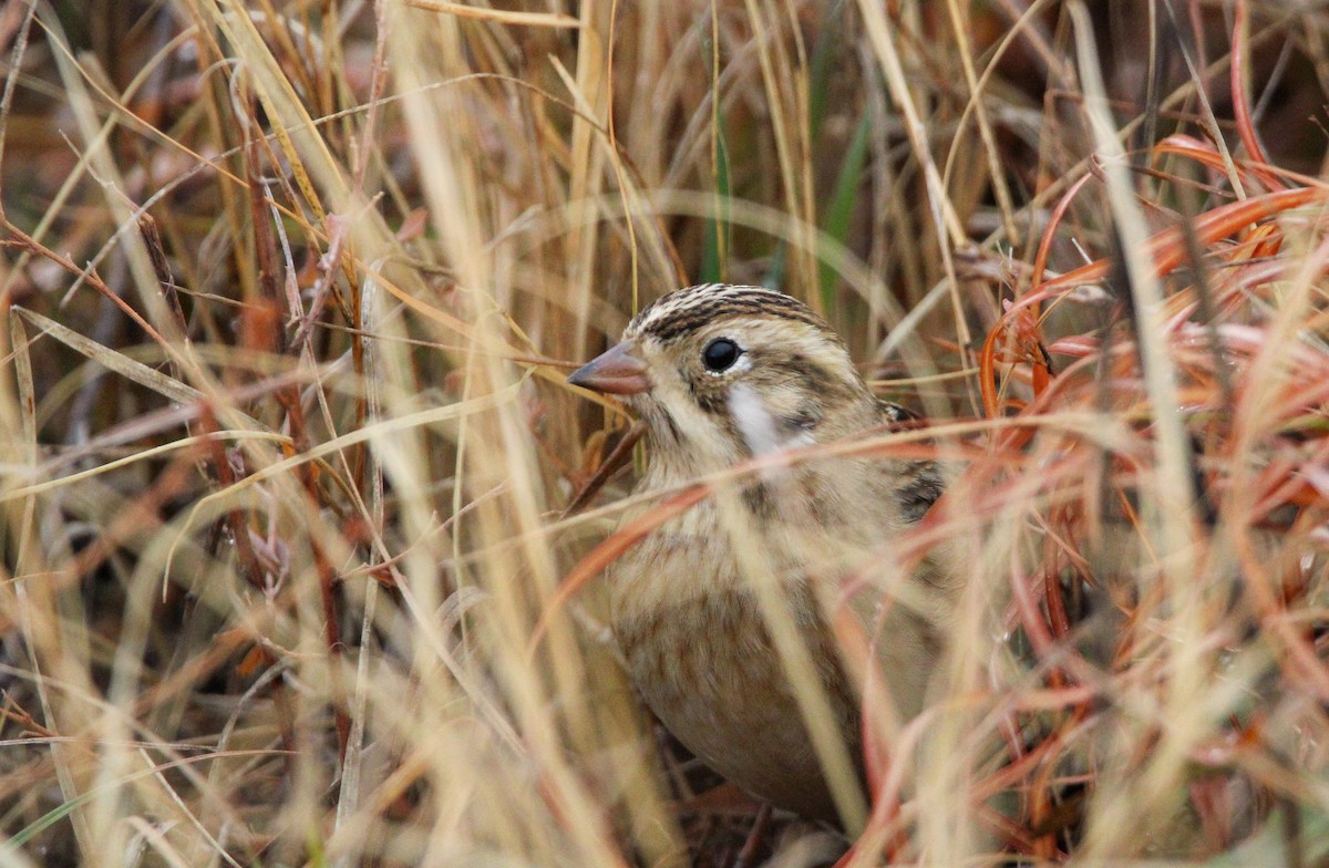 Smith's Longspur - Alex Marine