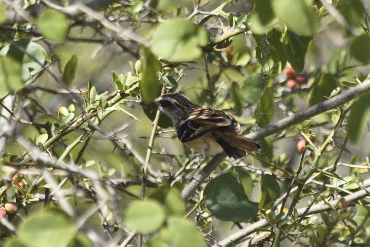 Stripe-backed Antbird - ML506884961