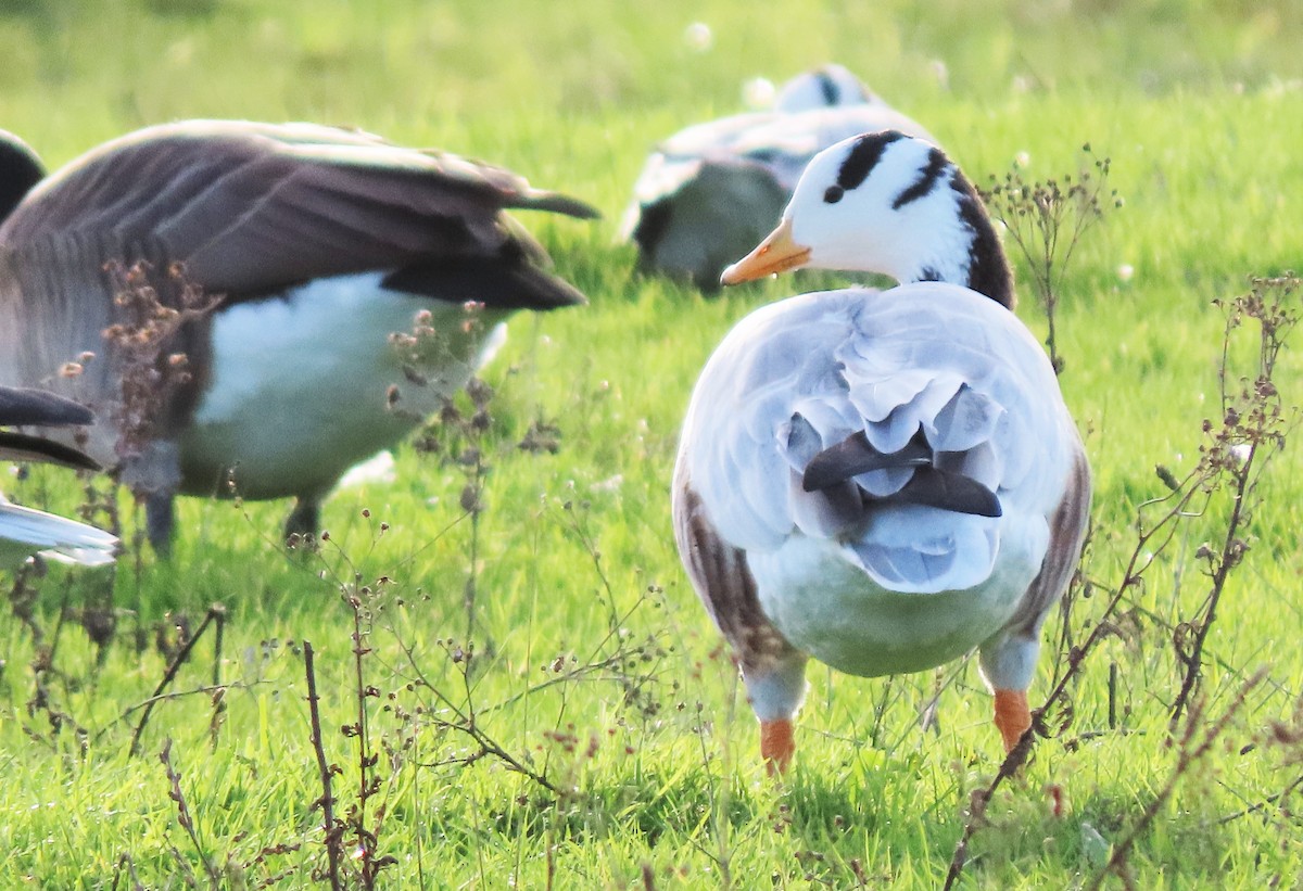 Bar-headed Goose - ML506886751