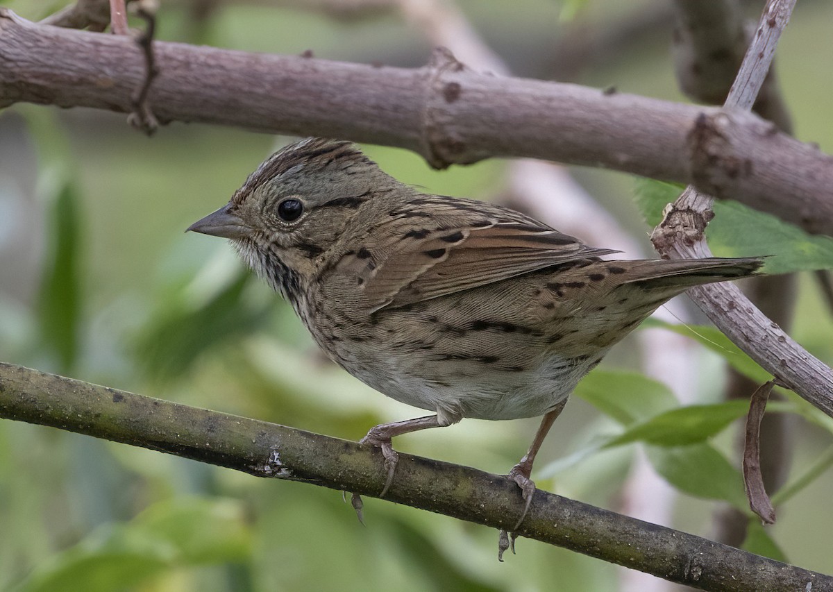 Lincoln's Sparrow - barbara taylor