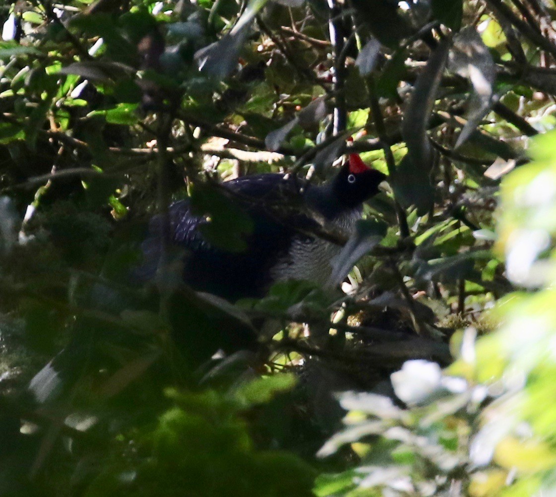 Horned Guan - ML506887381