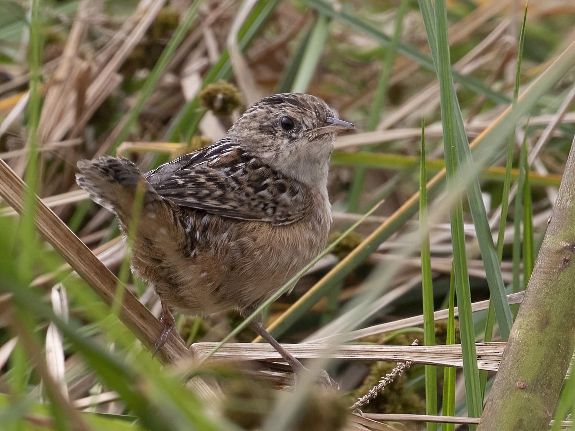 Sedge Wren - barbara taylor