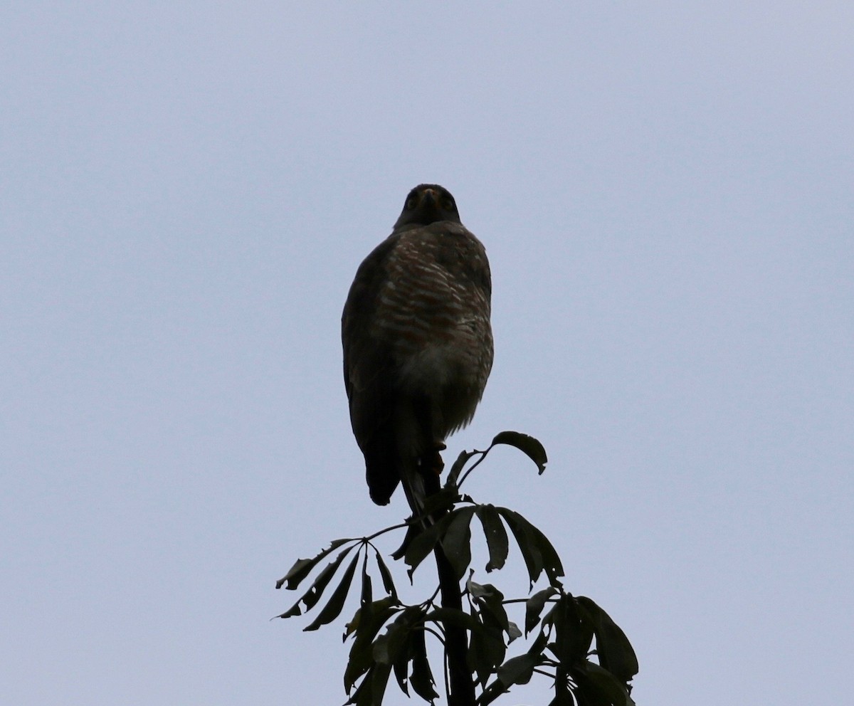 Roadside Hawk - ML506889141