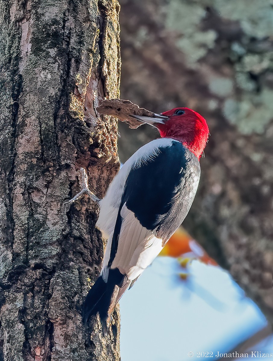 Red-headed Woodpecker - ML506890101