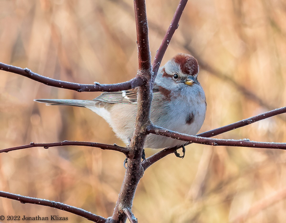 American Tree Sparrow - ML506890111