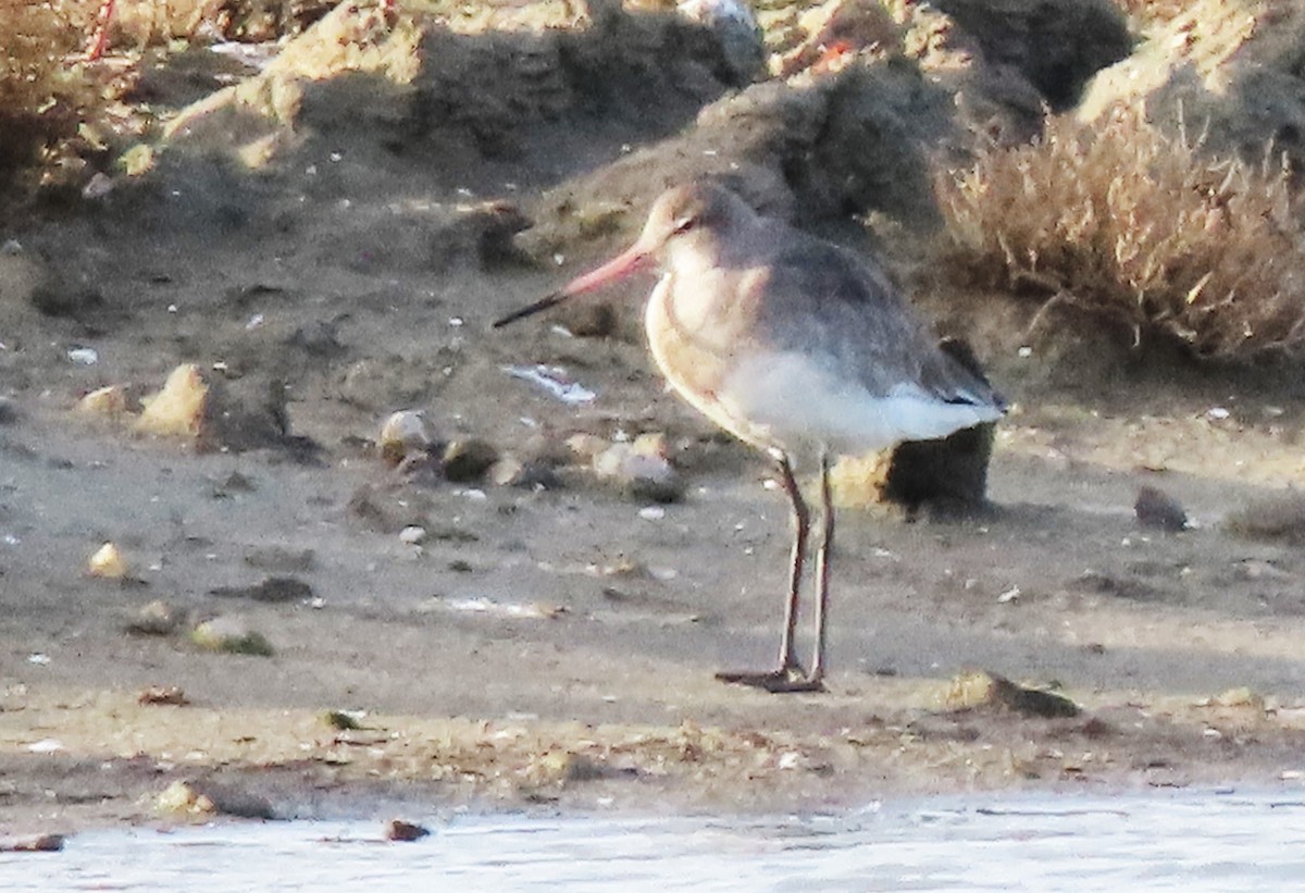 Black-tailed Godwit - ML506890521