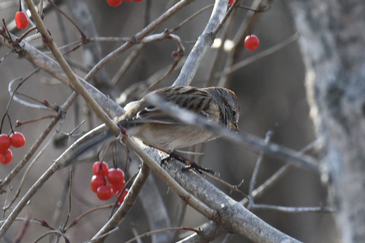 American Tree Sparrow - ML506890751