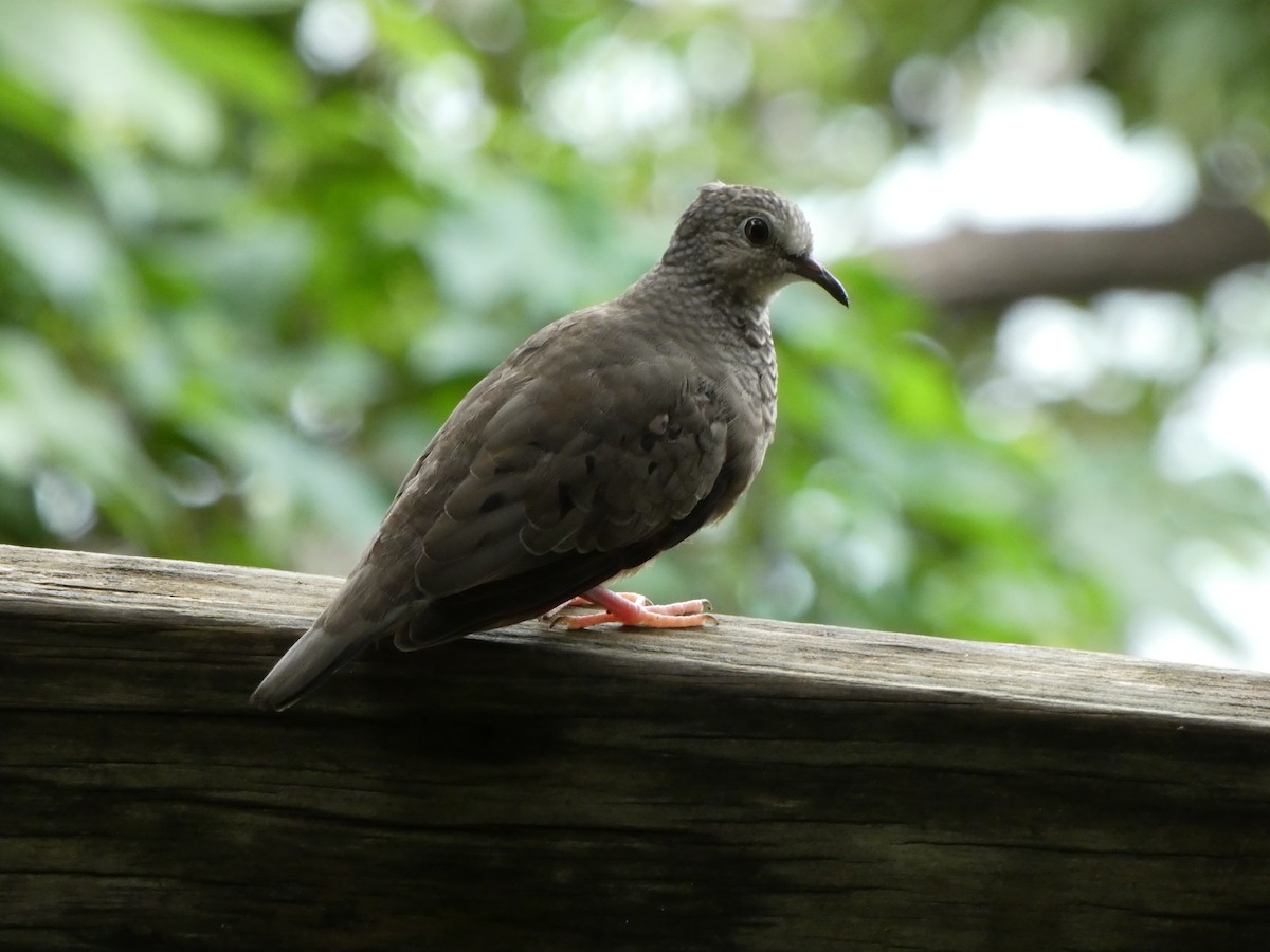 Common Ground Dove - ML506891231